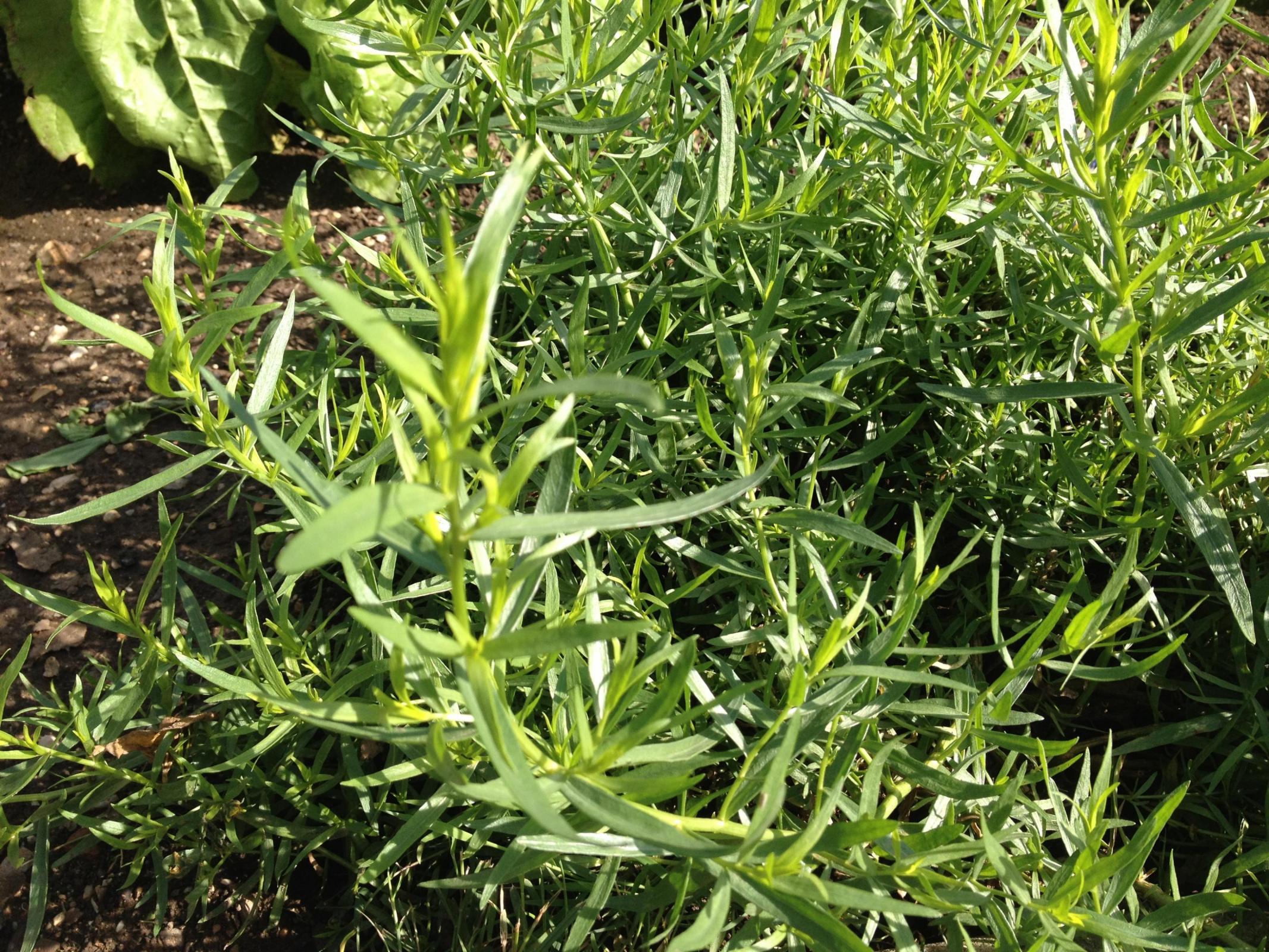 Tarragon Plant